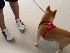 -乖乖宠物医院·猫科·骨科·24小时(云岗分院)