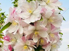 -海棠花溪(元大都城垣遗址公园)