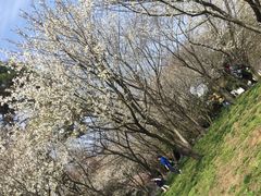 -苏州上方山国家森林公园