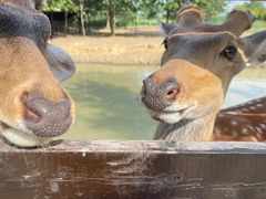 -泗洪洪泽湖湿地景区