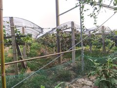 -马陆小张葡萄园农家乐