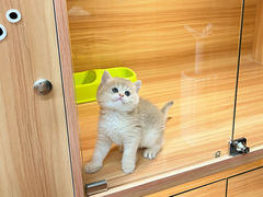 -猫十亿·布偶金渐层·曼基康矮脚猫舍(青年路店)