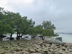 -宝安西湾红树林湿地公园