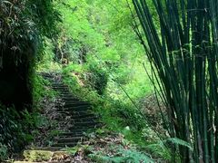 -芦沟竹海