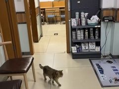 -宠福鑫动物医院(城北分院)