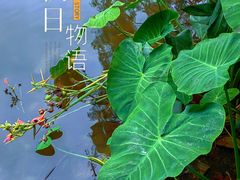 -深圳仙湖植物园