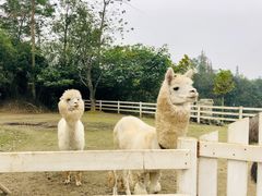 -都江堰玫瑰花溪谷
