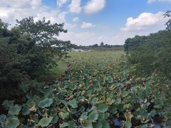 -上海海湾国家森林公园