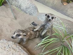 -西霞口神雕山野生动物世界