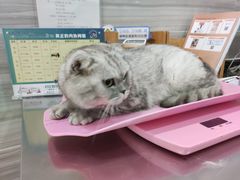 -瑞派名望志远动物医院·猫科·內科·异宠专科(直港大道店)