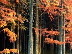 -味好美土菜(迎宾东路店)