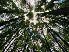 -武陵山森林公园