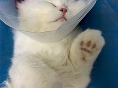 -中农国际动物医院24小时·猫科·骨科·急重症中心