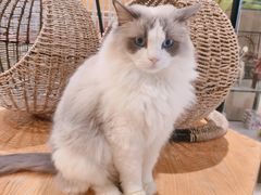 -藏猫猫咖啡主题馆(中央大道店)