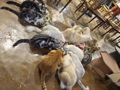 -猫猫幼稚园·撸猫·桌游·电玩