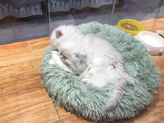 -狗道宠物(常熟印象城店)