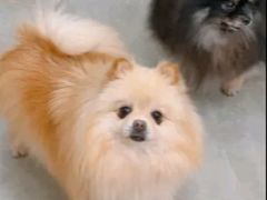 -和它·交个朋友·狗咖猫咖(爱琴海店)