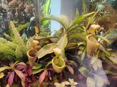 -中国科学院西双版纳热带植物园