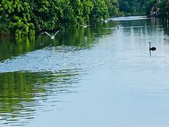 -大湾区中央湿地公园