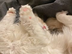 -小猫来了·猫舍(红山六九七九店)