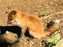 -宫城藏王狐狸村