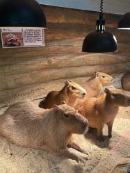 -Zoolung Zoolung动物主题公园(海信广场店)