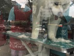 萨摩耶犬-北京观赏动物医院·24小时大型综合·猫专科·异宠专科