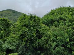 -西双版纳原始森林公园