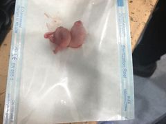 -伟伟宠物医院·CT影像中心·瑞派犬猫综合性门诊(汉口总院)