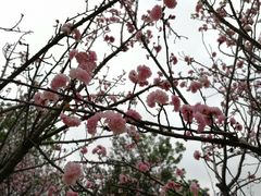 -天适樱花悠乐园