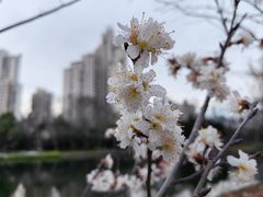-和平公园