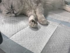 -达爱动物医院·犬猫分区·CT·复杂眼科(远洋山水分院)