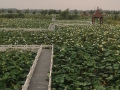 -荷花荡