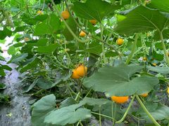 -万源龙顺度假庄园生态观光园