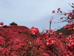 -大围山国家森林公园