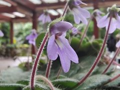 -深圳仙湖植物园