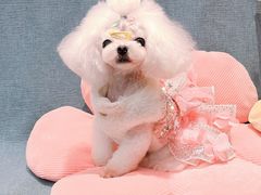 -宠物梦想家(日月豪庭店)