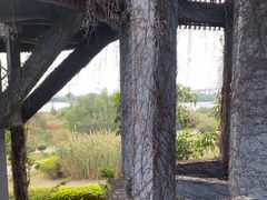 -芒洲湿地公园