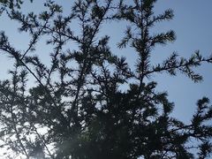 -铁山坪森林公园