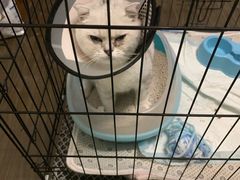 -佳怡动物医院·平价24小时·猫专科骨外科
