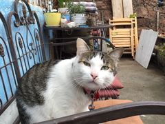 -海边的猫和咖啡馆