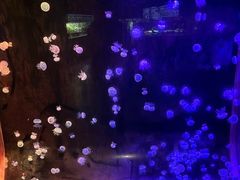 -欢乐海岸海洋奇梦馆