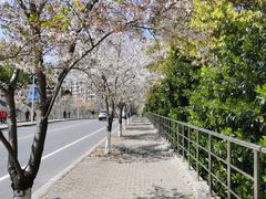 -高东镇樱花园