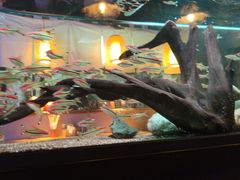 -阿泽料理