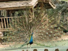 -西双版纳傣族园