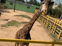 -西霞口神雕山野生动物世界