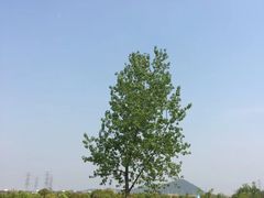 -羊山湖公园