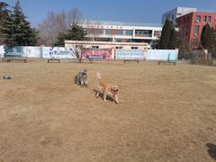 -趣玩宠物乐园寄养训犬训狗游泳池
