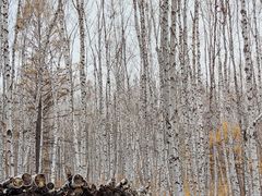 -哈乌尔河