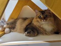-猫域·湾主题猫咖·宠物吧(南坪城市广场店)